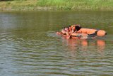 Sejumlah mahasiswa pecinta alam mengikuti latihan ‘Search And Rescue’ (SAR) air di Sungai Segaran, Kabupaten Madiun, Jawa Timur, Minggu (4/3). Latihan yang diikuti sekitar 50 mahasiswa pecinta alam dari Madiun, Ponorogo Jawa Timur dan Yogyakarta tersebut untuk memperkenalkan dan memberikan keterampilan SAR di air bagi potensi SAR. Antara Jatim/Foto/Siswowidodo/zk/18