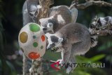 Sejumlah lemur (Lemur Catta) berburu makanan di Bali Zoo, Gianyar, Jumat (30/3). Kegiatan tersebut merupakan bagian program 