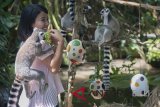 Seorang wisatawan berinteraksi dengan beberapa ekor lemur (Lemur Catta) di Bali Zoo, Gianyar, Jumat (30/3). Kegiatan tersebut merupakan bagian program 