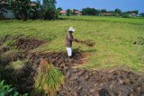 Petani memanen padi yang rebah akibat diterjang angin di Desa Jarin, Pamekasan, Jawa Timur,  Selasa (20/3). Sebagian petani di daerah itu terpaksa memanen padinya lebih awal guna menghindari kerugian yang lebih besar setelah tanaman padinya rebah diterjang angin kencang. Antara Jatim/Saiful Bahri/zk/18