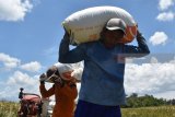 Pekerja memanen padi di Kelurahan Nambangan Kidul, Kota Madiun, Jawa Timur, Kamis (15/3). Sebagian petani di Madiun memasuki musim panen padi, dan menurut petani harga gabah kualitas kering panen di wilayah tersebut saat ini Rp4.900 hingga Rp5.000 per kilogram. Antara Jatim/Foto/Siswowidodo/zk/18