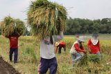 Buruh tani memanen padi di area persawahan Desa Sidomulyo, Kediri, Jawa Timur, Rabu (7/3). Memasuki musim panen raya harga gabah basah di tingkat petani sepekan terakhir terus mengalami penurunan dari sebelumnya Rp4.900 menjadi hanya Rp4.200 per kilogram karena pasokan yang berlimpah di pasaran. Antara jatim/Prasetia Fauzani/zk/18