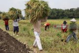 Buruh tani memanen padi di area persawahan Desa Sidomulyo, Kediri, Jawa Timur, Rabu (7/3). Memasuki musim panen raya harga gabah basah di tingkat petani sepekan terakhir terus mengalami penurunan dari sebelumnya Rp4.900 menjadi hanya Rp4.200 per kilogram karena pasokan yang berlimpah di pasaran. Antara jatim/Prasetia Fauzani/zk/18