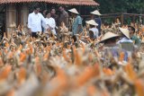 Presiden Joko Widodo (kiri) didampingi Ibu Negara Iriana Joko Widodo (ketiga kiri), Menteri BUMN Rini Soemarno (keempat kiri) dan Menteri Lingkungan Hidup dan Kehutanan Siti Nurbaya Bakar (kedua kiri) menyaksikan petani memanen jagung saat panen raya jagung di Perhutanan Sosial, Ngimbang, Tuban, Jawa Timur, Jumat (9/3). Panen raya jagung tersebut merupakan hasil budidaya pertanian oleh petani penggarap hutan penerima KUR BNI. Antara jatim/Zabur Karuru/zk/18
