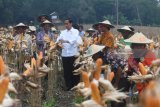 Presiden Joko Widodo (tengah) memanen jagung bersama petani saat panen raya jagung di Perhutanan Sosial, Ngimbang, Tuban, Jawa Timur, Jumat (9/3). Panen raya jagung tersebut merupakan hasil budidaya pertanian oleh petani penggarap hutan penerima KUR BNI. Antara jatim/Zabur Karuru/zk/18