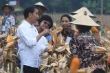 Presiden Joko Widodo (kiri) bersama  Ibu Negara Iriana Joko Widodo (kedua kiri), Menteri BUMN Rini Soemarno (kedua kanan) dan Menteri Lingkungan Hidup dan Kehutanan Siti Nurbaya Bakar (ketiga kiri) berdialog dengan petani saat panen raya jagung di Perhutanan Sosial, Ngimbang, Tuban, Jawa Timur, Jumat (9/3). Panen raya jagung tersebut merupakan hasil budidaya pertanian oleh petani penggarap hutan penerima KUR BNI. Antara jatim/Zabur Karuru/18
