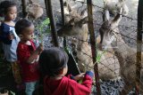 Tiga orang anak memberi makan rusa di tempat penangkaran rusa markas Brigif 16 Wira Yudha, Kota Kediri, Jawa Timur, Minggu (18/3). Penangkaran rusa di area militer tersebut terbuka untuk umum guna mendekatkan diri TNI kepada masyarakat. Antara Jatim/Prasetia Fauzani/zk/18