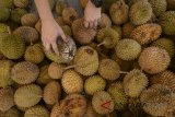 Warga memilih buah durian dalam acara pesta durian di Miko Mall Kopo, Bandung, Jawa Barat, Jumat (2/3). Pesta durian yang digelar pada 2 hingga 4 Maret tersebut menyediakan 8.000 buah durian dari Pulau Sumatera yang dijual dengan harga Rp 60 ribu hingga Rp 100 ribu. ANTARA JABAR/Raisan Al Farisi/agr/18