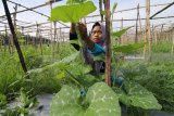 Pelajar SMK Negeri 1 Tulungagung mengikat tanaman labu madu pada bilah bambu sebagai media rambat saat Praktek Kerja Industri di 'Rumah Labu' Desa Nambaan, Kediri, Jawa Timur, Rabu (14/3). Sejumlah siswa jurusan Teknologi Pengolahan Hasil Pertanian belajar secara langsung proses menanam labu madu guna menambah wawasan bercocok tanam secara baik dan benar. Antara Jatim/Prasetia Fauzani/zk/18