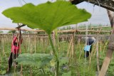 Pelajar SMK Negeri 1 Tulungagung mengikat tanaman labu madu pada bilah bambu sebagai media rambat saat Praktek Kerja Industri di 'Rumah Labu' Desa Nambaan, Kediri, Jawa Timur, Rabu (14/3). Sejumlah siswa jurusan Teknologi Pengolahan Hasil Pertanian belajar secara langsung proses menanam labu madu guna menambah wawasan bercocok tanam secara baik dan benar. Antara Jatim/Prasetia Fauzani/zk/18