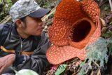 Bunga Rafflesia gadutensis ditemukan mekar sempurna di kawasan hutan lindung Boven Lais, Kabupaten Bengkulu Utara, sekitar 70 kilometer dari Kota Bengkulu, Provinsi Bengkulu.

