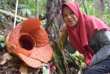 Bunga Rafflesia gadutensis ditemukan mekar sempurna di kawasan hutan lindung Boven Lais, Kabupaten Bengkulu Utara, sekitar 70 kilometer dari Kota Bengkulu, Provinsi Bengkulu.

