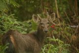 Seekor Rusa Sambar terlihat di hutan di Kecamatan Damai, Kabupaten Kutai Barat, Kalimantan Timur, Minggu (25/3). Menurut warga setempat, keberadaan Rusa Sambar yang merupakan salah satu satwa yang menghuni di hutan tersebut sudah jarang terlihat sejak semakin maraknya perburuan dan pembukaan hutan yang semakin masif. ANTARA FOTO/Sugeng Hendratno/jhw/18