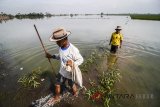 Dua orang petani melihat sawah mereka yang terendam banjir di Desa Tegalluar, Kabupaten Bandung, Jawa Barat, Kamis (1/3). Dinas Pertanian Jawa Barat mencatat sawah yang terendam mencapai 3.071 hektare dengan ketinggian air 15 cm hingga 150 cm akibat banjir yang melanda Kabupaten Bandung sejak Jumat (23/2). ANTARA JABAR/Raisan Al Farisi/agr/18 