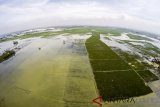 Foto udara sawah yang terendam banjir di Desa Tegalluar, Kabupaten Bandung, Jawa Barat, Kamis (1/3). Dinas Pertanian Jawa Barat mencatat sawah yang terendam mencapai 3.071 hektare dengan ketinggian air 15 cm hingga 150 cm akibat banjir yang melanda Kabupaten Bandung sejak Jumat (23/2). ANTARA JABAR/Raisan Al Farisi/agr/18.