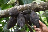 Petani menunjukkan buah kakao yang rusak akibat diserang hama di Desa Padas, Dagangan, Kabupaten Madiun, Jawa Timur, Jumat (23/3). Menurut petani, akibat serangan hama yang belum diketahui jenisnya tersebut produksi kakao di wilayah tersebut turun hingga lebih dari 60 persen. Antara Jatim/Foto/Siswowidodo/18