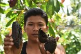 Petani menunjukkan buah kakao yang rusak akibat diserang hama di Desa Padas, Dagangan, Kabupaten Madiun, Jawa Timur, Jumat (23/3). Menurut petani, akibat serangan hama yang belum diketahui jenisnya tersebut produksi kakao di wilayah tersebut turun hingga lebih dari 60 persen. Antara Jatim/Foto/Siswowidodo/18