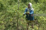 Petani memanen sisa cabai yang bisa diselamatkan dari lahan cabai miliknya yang rusak karena terserang penyakit patek di Sumbersekar, Dau, Malang, Jawa Timur, Sabtu (17/3). Penyakit yang datang seiring tingginya curah hujan di kawasan tersebut mengakibatkan puluhan hektare tanaman cabai rusak sehingga harga cabai di pasaranpun  melambung dari 25 ribu menjadi 50 ribu rupiah per kilogram. Antara Jatim/Ari Bowo Sucipto/zk/18.