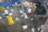 Peternak memberi makan ayam pedaging dengan dicampur vitamin di Malang, Jawa Timur, Sabtu (17/3). Kementerian Pertanian bekerjasama dengan Food Agriculture Organization (FAO) ECTAD Indonesia berupaya meningkatkan produksi ayam baik daging maupun telur dengan penerapan program kesehatan unggas, jaminan kualitas pakan serta jaminan kualitas DOC atau bibit untuk menekan tingkat angka kematian unggas. Antara Jatim/Ari Bowo Sucipto/zk/18.