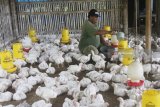 Peternak memberi makan ayam pedaging dengan dicampur vitamin di Malang, Jawa Timur, Sabtu (17/3). Kementerian Pertanian bekerjasama dengan Food Agriculture Organization (FAO) ECTAD Indonesia berupaya meningkatkan produksi ayam baik daging maupun telur dengan penerapan program kesehatan unggas, jaminan kualitas pakan serta jaminan kualitas DOC atau bibit untuk menekan tingkat angka kematian unggas. Antara Jatim/Ari Bowo Sucipto/zk/18.