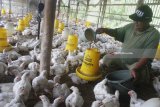 Peternak memberi makan ayam pedaging dengan dicampur vitamin di Malang, Jawa Timur, Sabtu (17/3). Kementerian Pertanian bekerjasama dengan Food Agriculture Organization (FAO) ECTAD Indonesia berupaya meningkatkan produksi ayam baik daging maupun telur dengan penerapan program kesehatan unggas, jaminan kualitas pakan serta jaminan kualitas DOC atau bibit untuk menekan tingkat angka kematian unggas. Antara Jatim/Ari Bowo Sucipto/zk/18.