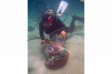 Seorang penyelam mengumpulkan sampah plastik di dasar laut di perairan Pulau Matan, Kota Sorong, Papua Barat, Sabtu (24/3). Prihatin dengan kondisi laut Indonesia, Komunitas All Diver Sorong melakukan aksi sosial dengan membersihkan pantai dan dasar laut dari sampah plastik yang semakin hari semakin mengotori laut Sorong. ANTARA FOTO/Olha Mulalinda/ama/18