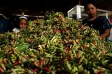 Harga Cengkeh Turun Ditingkat Petani