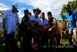 Mentan: Indonesia mampu produksi ternak sapi