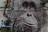 Seniman mural internasional Ernest Zacharevic (kiri) dibantu rekannya Tiago (kanan) mengebor dinding bangunan saat membuat sketsa wajah Orangutan Sumatera, di kawasan Bundaran Majestik, di Medan, Sumatera Utara, Sabtu (24/3). Mural karya Alexandre Farto asal Portugal yang dikuratori oleh Ernest Zacharevic pada program 'splash and burn' tersebut dalam rangka kampanye penyelamatan Orangutan. ANTARA FOTO/Irsan Mulyadi/wdy/2018.