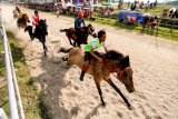 Sejumlah joki muda saling memacu kuda dalam balapan kuda tradisional Gayo memperingati HUT ke-441 Kota Takengon di lapangan pacuan Blang Bebangka, Pegasing, Aceh Tengah, Aceh, Selasa (6/3). Pacuan Kuda tradisional itu merupakan tradisi masyarakat Tanah Gayo yang diadakan dua kali dalam setahun yakni saat memperingati HUT Takengon dan HUT Kemerdekan Republik Indonesia. (ANTARA FOTO/Rahmad/ama/18)