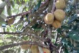 Buah Khas Kalimantan Pampakin (Durio kutejensis), salah satu buah endemik Kalimantan yang paling banyak diminati, hanya saja untuk tahun ini buahnya tak membanjir seperti tahun-tahun sebelumnya, sehingga harganya mahal capai rp30 ribu per biji, tampak buah pampakin yang masih bergelantungan di pohon di Desa Panggung, Paringin Selatan, Balangan (Antaranews Kalsel/Hasan Zainuddin)