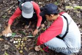 Tim peneliti dari Balai Penelitian dan Pengembangan Lingkungan Hidup dan Kehutanan Banjarbaru,melakukan eksplorasi terhadap keberadaan buah tandui, (Mangepera tandui), satu jenis mangga-manggaan endemik Kalimantan yang sangat langka, untuk bisa dikembangbiakan di lahan Balitbanghut setempat, tampak peneliti menyaksikan seksama buah tandui yang masih kecil-kecil di Desa Inan, Paringin Selatan, Kabupaten Balangan, Kalsel (Antaranews Kalsel/Hasan Zainuddin)