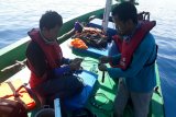 BKKPN-UMK teliti mamalia laut di Laut Sawu