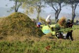 Petani memanen padi menggunakan mesin pemanen di desa Brondong, Indramayu, Jawa Barat, Kamis (5/4). Kementerian Pertanian mengalokasikan anggaran Rp20 triliun untuk membangun infrastruktur pascapanen yang dikelola oleh empat perusahaan di BUMN Pangan untuk menyerap hasil panen petani. ANTARA JABAR/Dedhez Anggara/agr/18