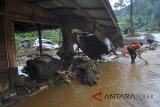 Petugas membersihkan material lumpur akibat banjir bandang yang menutupi ruas jalan Sukamakmur-Cianjur di Kampung Cisarua RT 04/05, Desa Sukawangi, Sukamakmur, Kabupaten Bogor, Jawa Barat, Minggu (8/4). Banjir bandang yang terjadi pada Sabtu (7/4) sore tersebut akibat hujan lebat yang melanda wilayah Sukamakmur dan sekitarnya hingga sungai Cisarua meluap dan membanjiri rumah serta kendaraan milik warga serta mengakibatkan satu orang tewas terseret arus banjir. ANTARA JABAR/Arif Firmansyah/agr/18.
