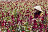 Petani merawat bunga celosia di lahan pertanian kawasan Ciawi, Bogor, Jawa Barat, Selasa (17/4). Bunga hias Celosia hasil budidaya tersebut diperuntukan bagi pasar Jabodetabek dan dijual petani dengan harga Rp. 10.000 untuk satu ikat bunga. ANTARA JABAR/Yulius Satria Wijaya/agr/18.
