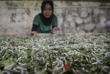 Peternak memeriksa ulat sutera (Bombyx Mori) yang dibudidayakan di Padepokan Dayang Sumbi di Desa Sindanglaya, Kabupaten Bandung, Jawa Barat, Rabu (25/4). Di padepokan tersebut, setiap satu box telur ulat menghasilkan 30 hingga 35 kilogram kepompong atau 10 kilogram kepompong setara dengan satu kilogram kain sutera. ANTARA JABAR/Raisan Al Farisi/agr/18