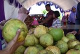 Pengunjung memilih buah pamelo (jeruk besar) saat digelar Festival Kampoeng Pamelo di Magetan, Jawa Timur, Minggu (29/4). Festival Kampoeng Pamelo dimaksudkan untuk memotivasi petani agar lebih giat lagi menanam pamelo guna mengembalikan kejayaan daerah tersebut sebagai sentra pamelo. Antara Jatim/Foto/Siswowidodo/zk/18