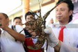 Petugas Bali karantina Ikan wilayah Banyuwangi menunjukan lobster hasil tangkapan saat rilis di Polres Banyuwangi, Jawa Timur, Senin (16/4). Ratusan lobster jenis pasir, bambu dan mutiara dibawah ukuran standar yang ditetapkan Undang-undang minimal 200 gram tersebut, berhasil digagalkan kepolisian resort Banyuwangi karena diduga akan diselundupkan ke luar negeri melalui Bali. Antara Jatim/Budi Candra Setya/zk/18.