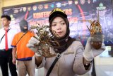 Petugas Bali karantina Ikan wilayah Banyuwangi menunjukan lobster hasil tangkapan saat rilis di Polres Banyuwangi, Jawa Timur, Senin (16/4). Ratusan lobster jenis pasir, bambu dan mutiara dibawah ukuran standar yang ditetapkan Undang-undang minimal 200 gram tersebut, berhasil digagalkan kepolisian resort Banyuwangi karena diduga akan diselundupkan ke luar negeri melalui Bali. Antara Jatim/Budi Candra Setya/zk/18.