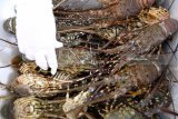 Petugas Bali karantina Ikan wilayah Banyuwangi menunjukan lobster hasil tangkapan saat rilis di Polres Banyuwangi, Jawa Timur, Senin (16/4). Ratusan lobster jenis pasir, bambu dan mutiara dibawah ukuran standar yang ditetapkan Undang-undang minimal 200 gram tersebut, berhasil digagalkan kepolisian resort Banyuwangi karena diduga akan diselundupkan ke luar negeri melalui Bali. Antara Jatim/Budi Candra Setya/zk/18.