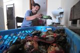 Pedagang menimbang kepiting di Desa Polagan, Pamekasan, Jawa Timur,  Jumat (13/4).  Dalam dua hari terakhir harga kepeting super turun dari Rp200 ribu-Rp160 ribu per kg dan kepeting besar Rp125 ribu menjadi Rp80.000 per kg karena melimpahnya stok ditingkat nelayan. Antara Jatim/Saiful Bahri/zk/18