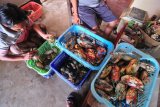Pedagang menyorter kepiting di Desa Polagan, Pamekasan, Jawa Timur,  Jumat (13/4). Dalam dua hari terakhir harga kepeting super turun dari Rp200 ribu-Rp160 ribu per kg dan kepeting besar Rp125 ribu menjadi Rp80.000 per kg karena melimpahnya stok ditingkat nelayan. Antara Jatim/Saiful Bahri/zk/18