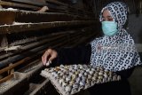 Peternak mengumpulkan telur burung puyuh di kandangnya Desa Ringinanom, Sambit, Ponorogo, Jawa Timur, Sabtu (14/4). Menurut peternak tersebut, harga telur burung puyuh saat ini naik dari harga sebelumnya antara Rp17.000 hingga Rp18.000 menjadi Rp25.000 hingga Rp26.000 per kilogram. Antara Jatim/Foto/Siswowidodo/zk/18