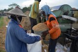 Petani menggiling padi hasil panen di persawahan kawasan Wonoayu, Sidoarjo, Jawa Timur, Kamis (12/4). Harga gabah kering panen (GKP) di tingkat petani saat ini turun dari Rp4.970 per kilogram menjadi Rp4.200 per kilogram akibat musim hujan yang berbarengan dengan musim panen padi membuat kualitas gabah dengan butir padi tak berisi atau gabuk karena roboh diterjang angin. Antara jatim/Umarul Faruq/zk/18