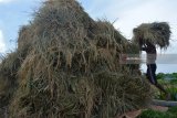 Petani memikul padi hasil panen di persawahan kawasan Wonoayu, Sidoarjo, Jawa Timur, Kamis (12/4). Harga gabah kering panen (GKP) di tingkat petani saat ini turun dari Rp4.970 per kilogram menjadi Rp4.200 per kilogram akibat musim hujan yang berbarengan dengan musim panen padi membuat kualitas gabah dengan butir padi tak berisi atau gabuk karena roboh diterjang angin. Antara jatim/Umarul Faruq/zk/18