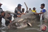 Warga mengamati ikan mola mola yang mati terdampar di Pantai Teluk Palu, Kelurahan Lere, Palu, Sulawesi Tengah, Selasa (24/4/2018). Ikan dengan panjang lebih dari dua meter itu ditemukan nelayan dalam kondisi hidup, namun pada akhirnya mati setelah terjebak beberapa jam di perairan dangkal. Peristiwa terdamparnya ikan tersebut merupakan yang kesekian kali terjadi dalam tiga tahun terakhir. (ANTARA FOTO/Mohamad Hamzah) 