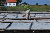 Buruh menjemur ikan teri ekspor di Desa Padelegan, Pamekasan, Jawa Timur,  Kamis (12/4). Mereka mendapah upah borongan Rp300 ribu per ton. Antara Jatim/Saiful Bahri/zk/18
