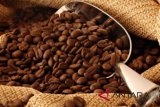 Minat kopi Arabika Flores Manggarai sangat tinggi