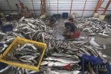 Pekerja memotong sirip hiu hasil tangkapan di tempat pelelangan ikan Karangsong, Indramayu, Jawa Barat, Kamis (19/4). Kementerian Kelautan dan Perikanan (KKP) mencatat bahwa hiu menjadi salah satu produk perikanan yang menyumbang nilai ekspor tinggi dengan total mencapai Rp1,4 triliun pada tahun 2017. ANTARA JABAR/Dedhez Anggara/agr/18